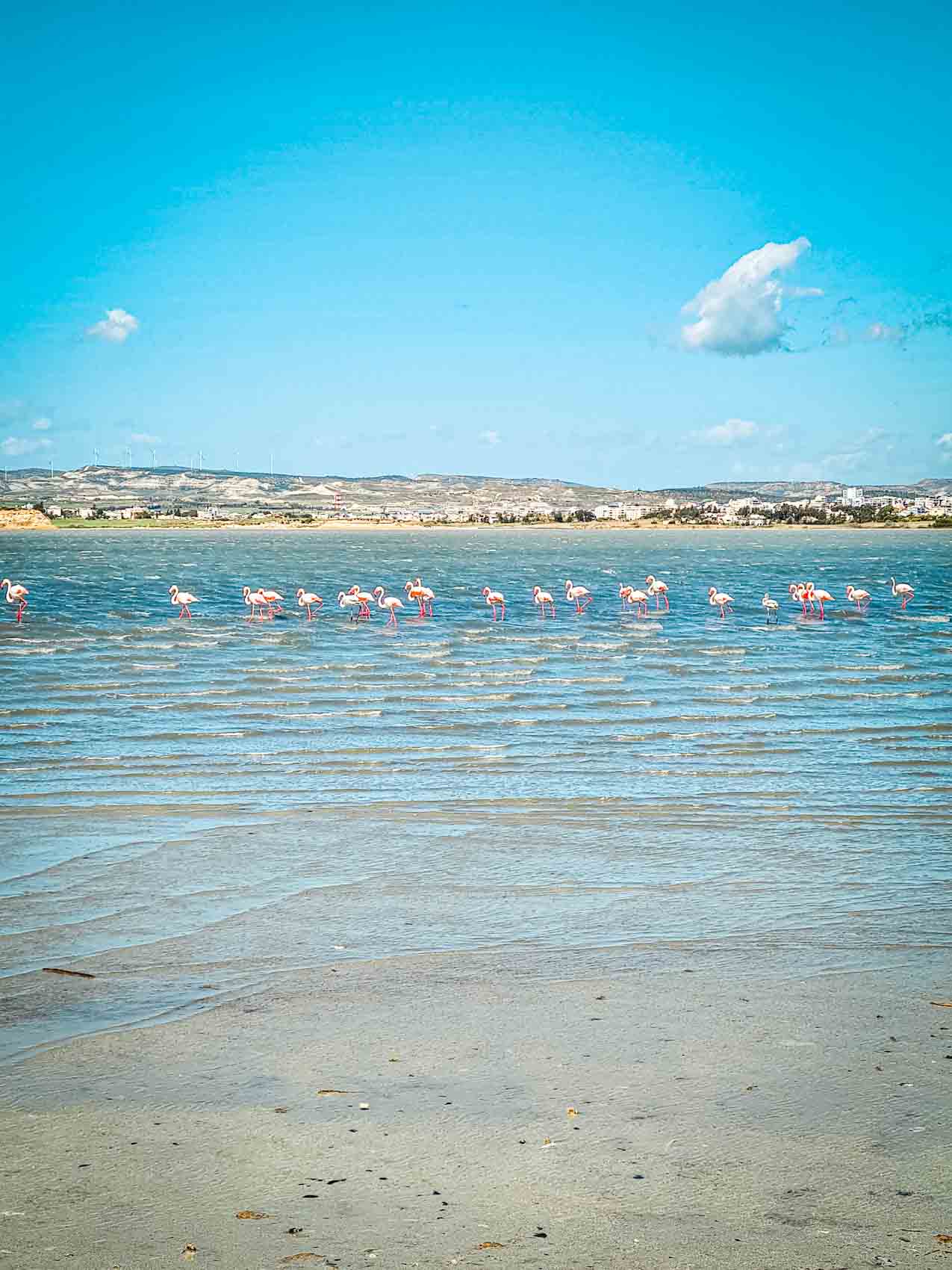 Larnaca Salt lake Cyprus