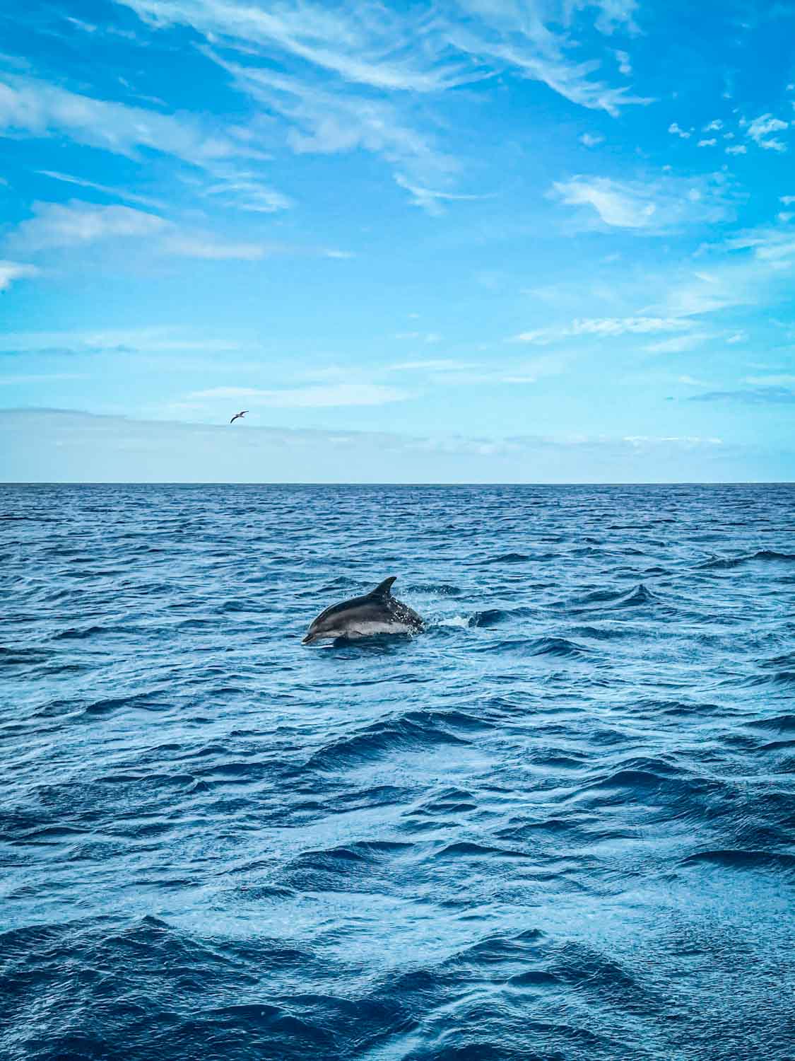 Boat trip to watch dolphins and whales