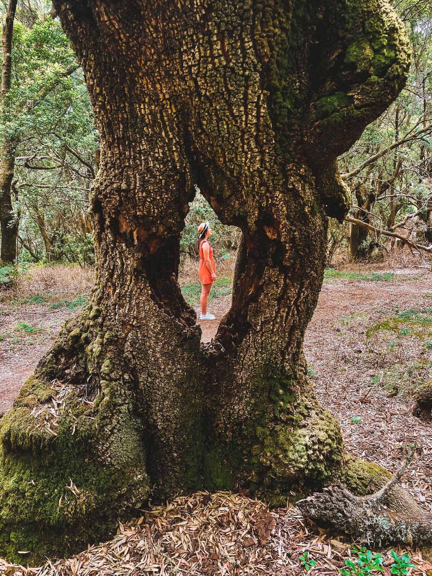 Best Instagram spots in El Hierro Canary Islands - La Llania forest trail