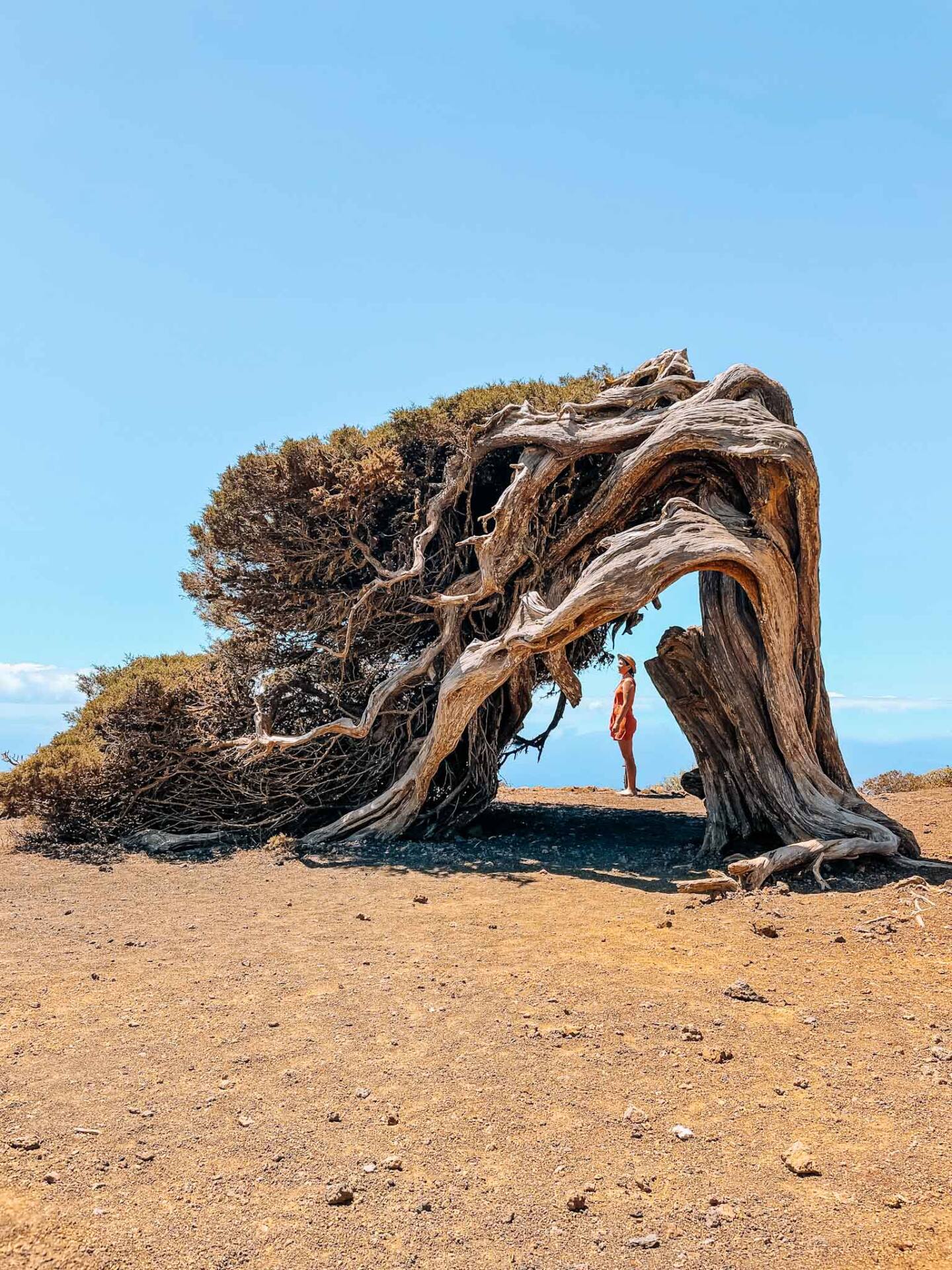 Best Instagram spots in El Hierro Canary Islands - El Hierro Sabinar