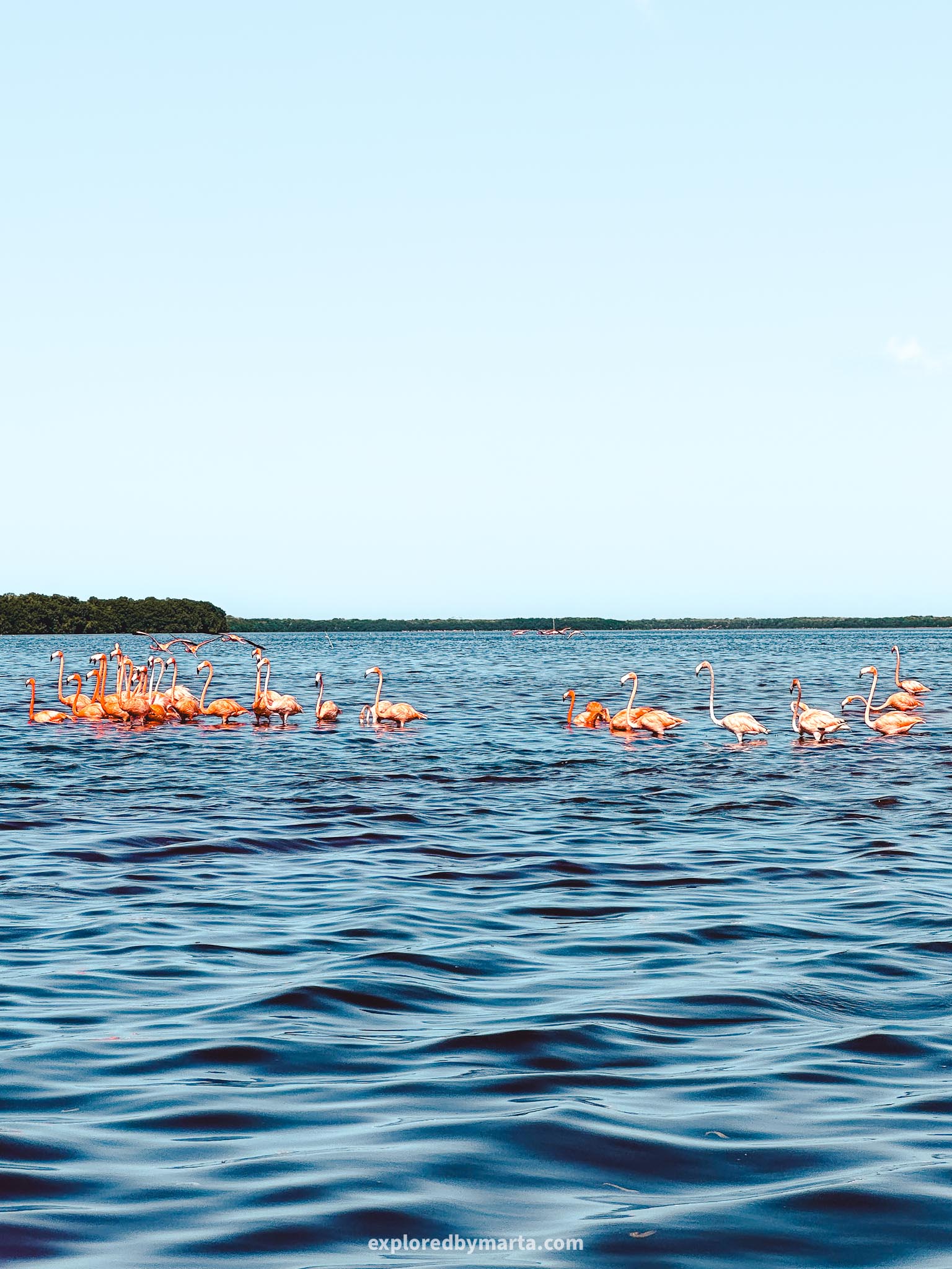 Merida, Mexico-one of the best things to do in Merida is to see pink flamingos in the wild in Celestún