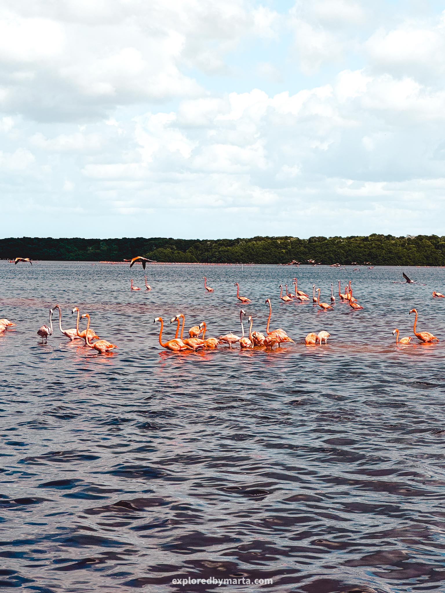 Merida, Mexico-one of the best things to do in Merida is to see pink flamingos in the wild in Celestún