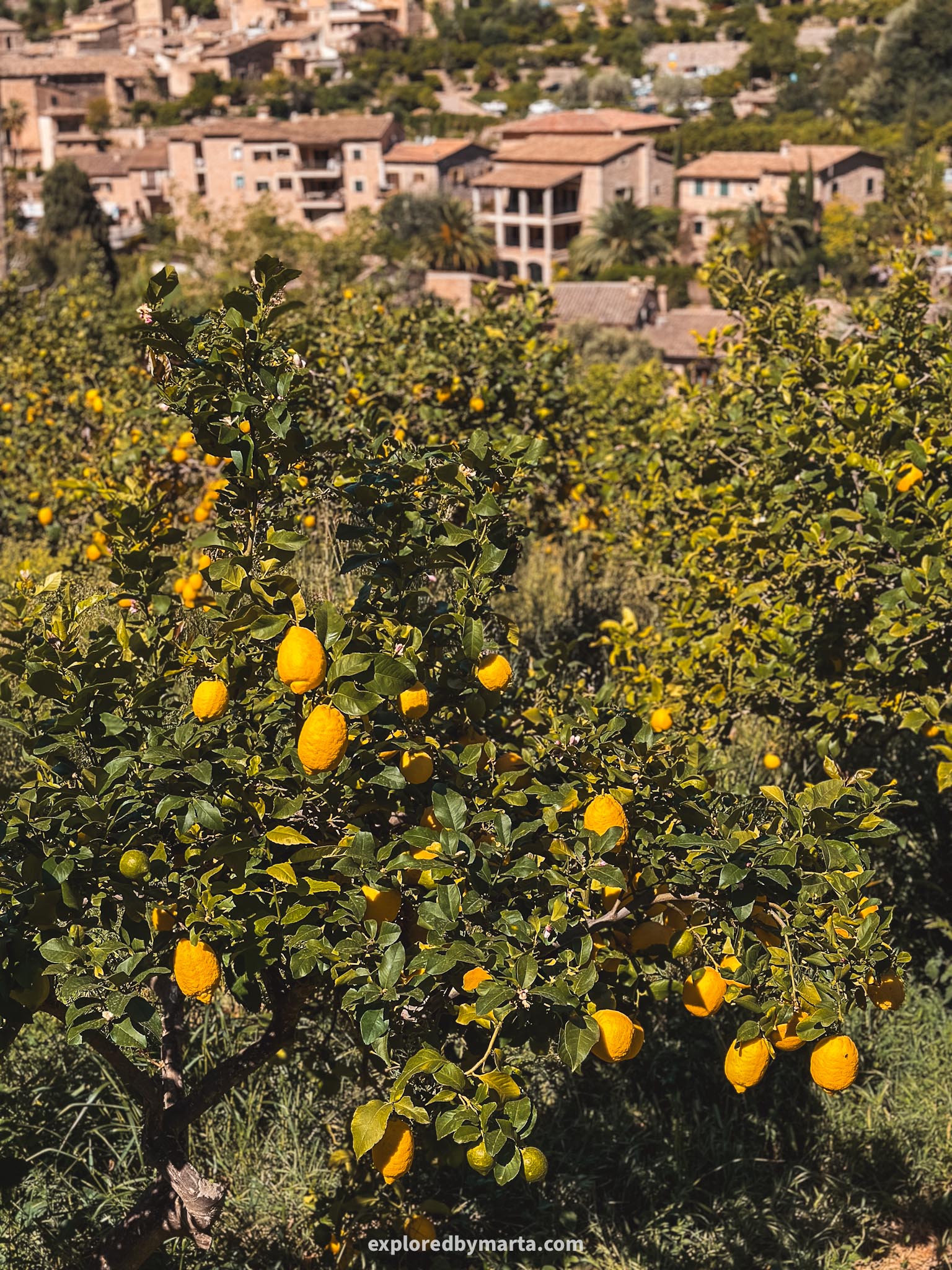 Fornalutx, Mallorca, Spain-Fornalutx citrus tree viewpoint
