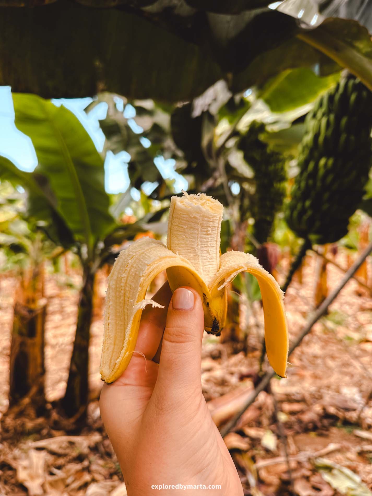 Gran Canaria, Spain-Banana plantation at Hacienda La Rekompensa in Gran Canaria