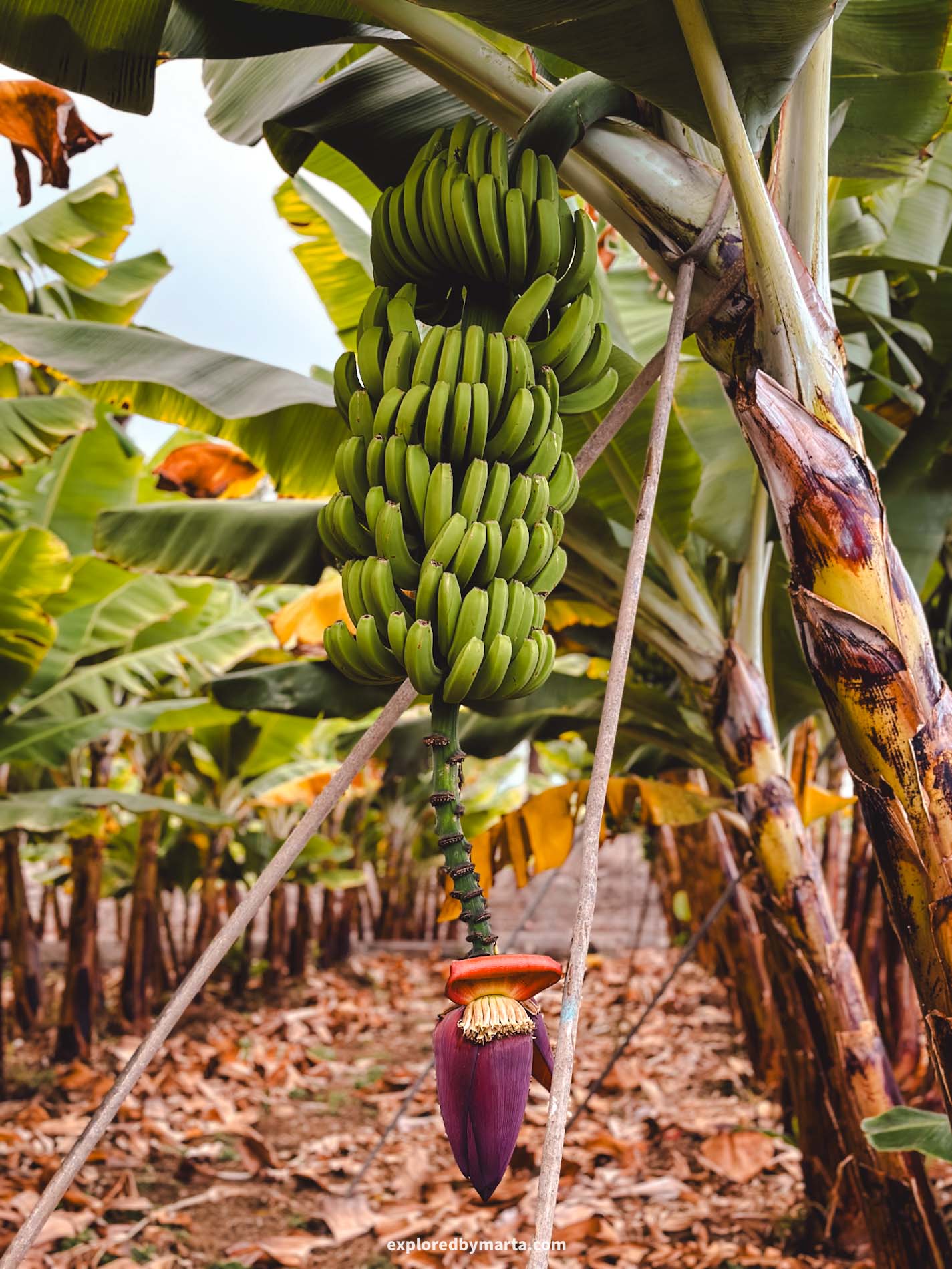 Gran Canaria, Spain-Banana plantation at Hacienda La Rekompensa in Gran Canaria
