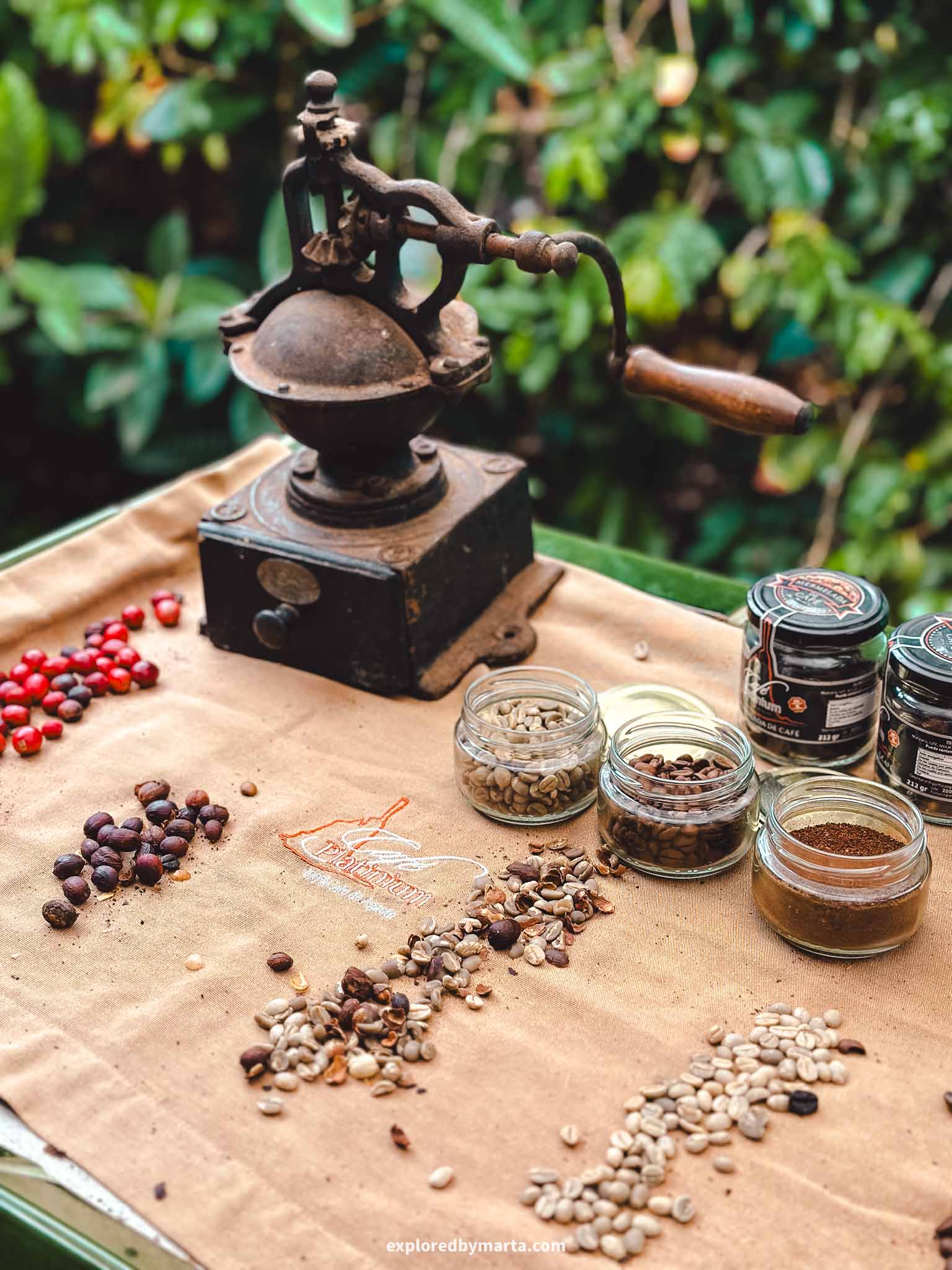 Gran Canaria, Spain-coffee plantation in Agaete Valley, Gran Canaria