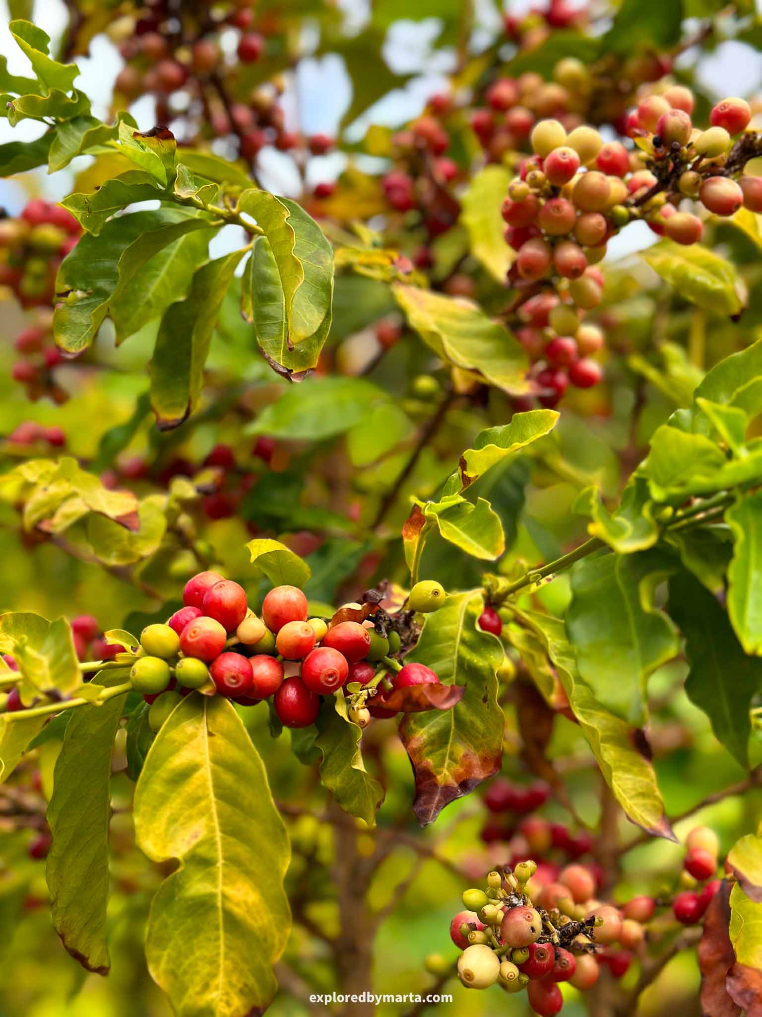 Gran Canaria, Spain-coffee plantation in Agaete Valley, Gran Canaria