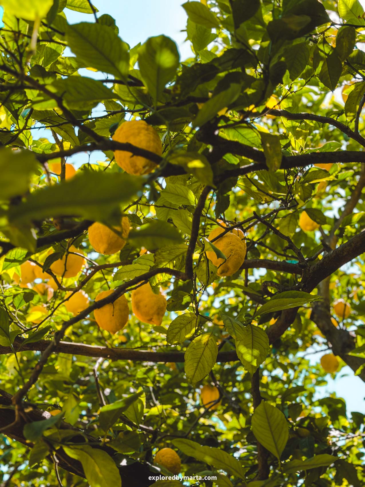 Sorrento, Italy-touring a lemon garden and visiting a cafe inside a lemon garden in Sorrento