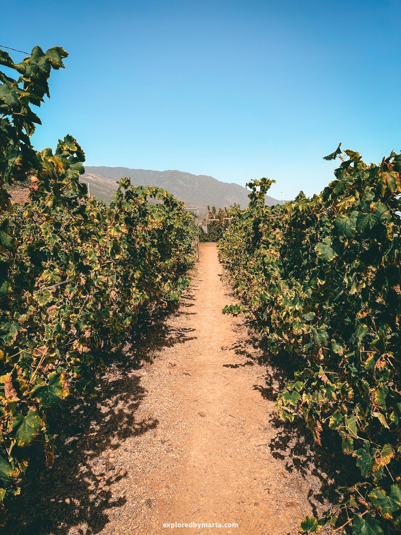 Wine tour from Palma de Mallorca