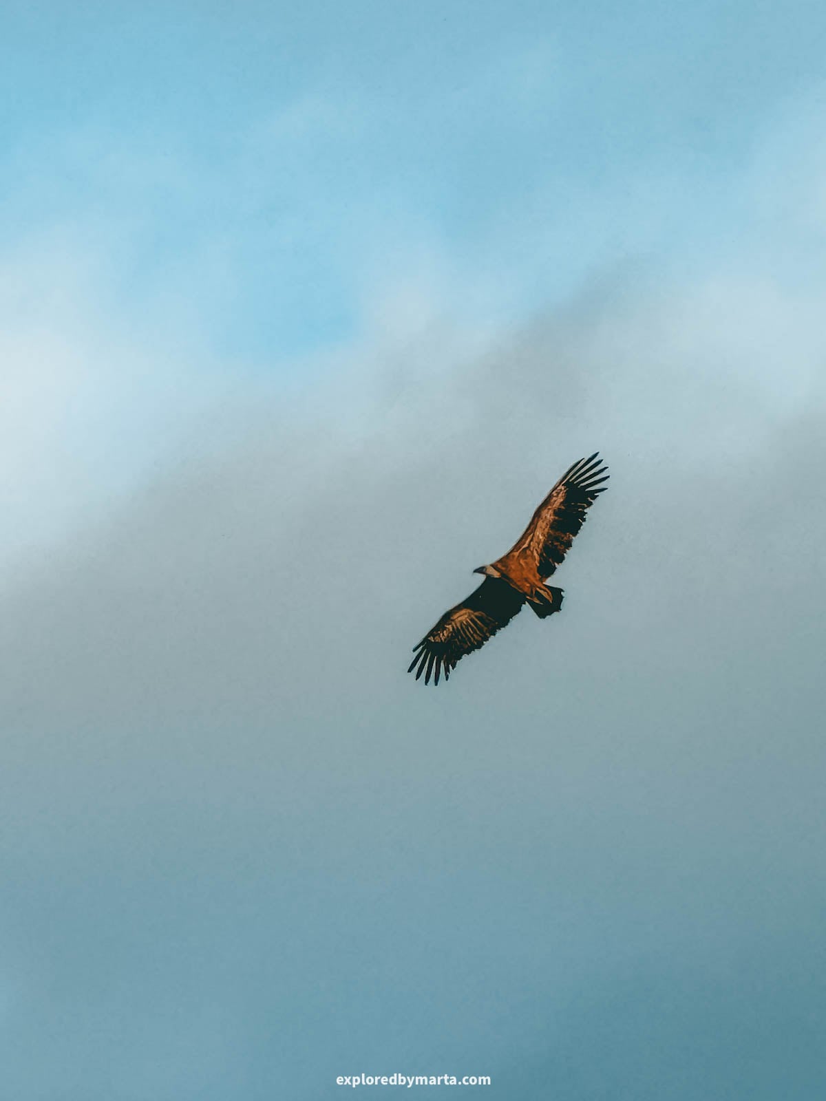 Hiking Barranc del Cint and spotting vultures in Serra de Mariola Natural Park in Valencia Region, Spain