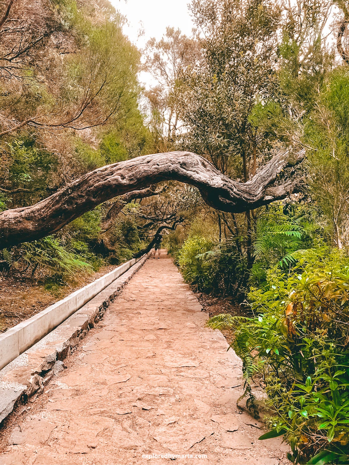 Hiking Levada das 25 Fontes and Levada do Risco in Madeira, Portugal