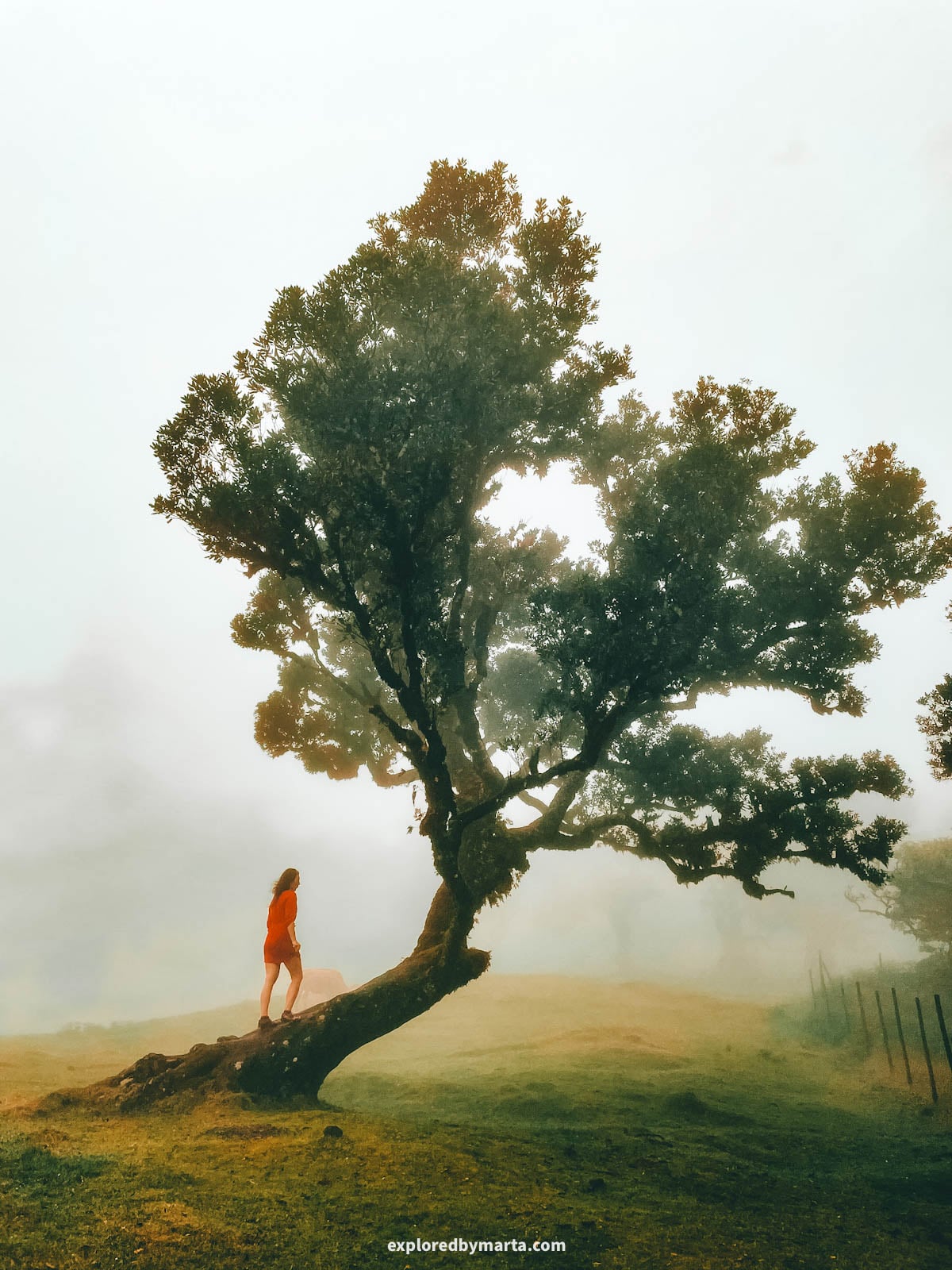 Twisted trees in the Fanal Forest in Madeira, Portugal