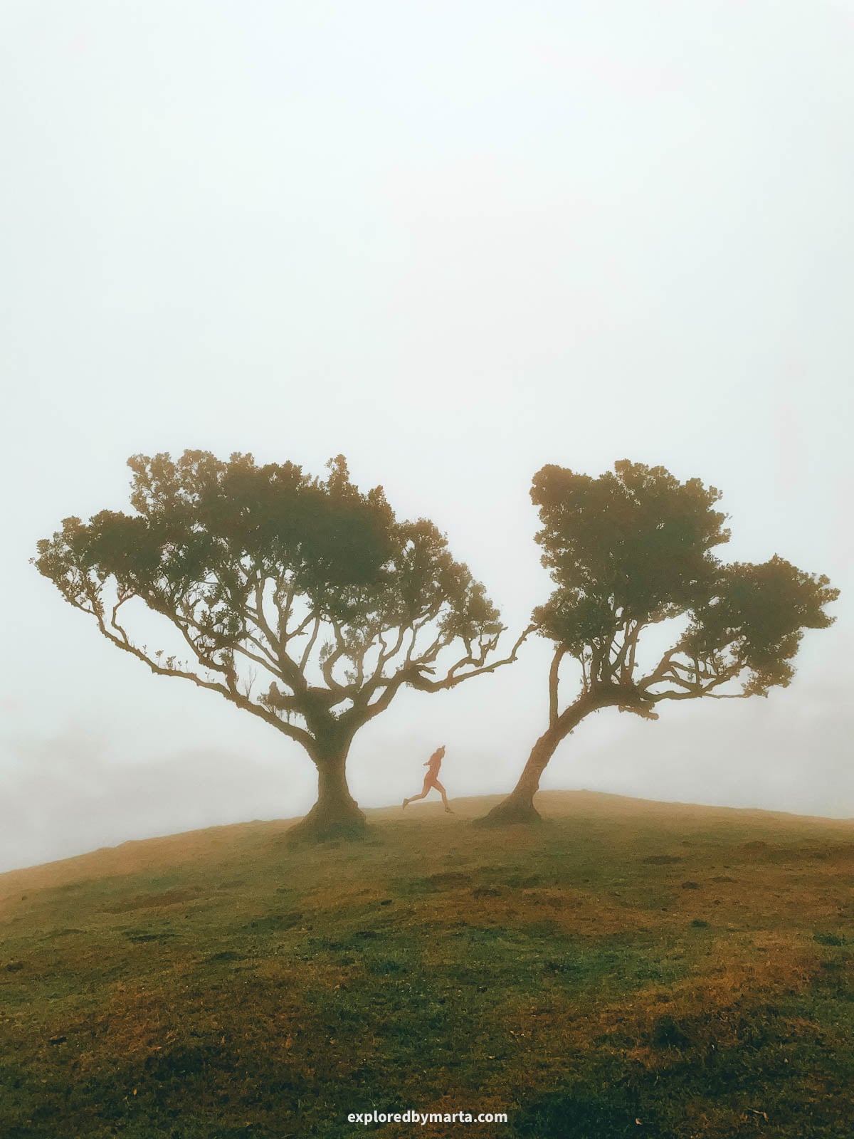 Twisted trees in the Fanal Forest in Madeira, Portugal