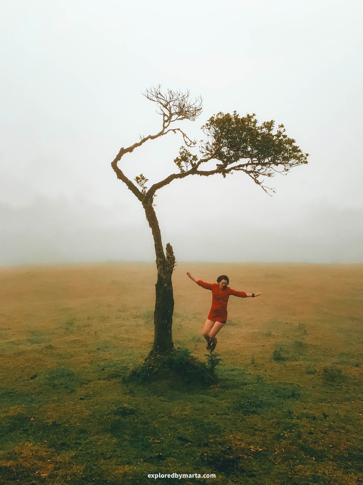 Twisted trees in the Fanal Forest in Madeira, Portugal