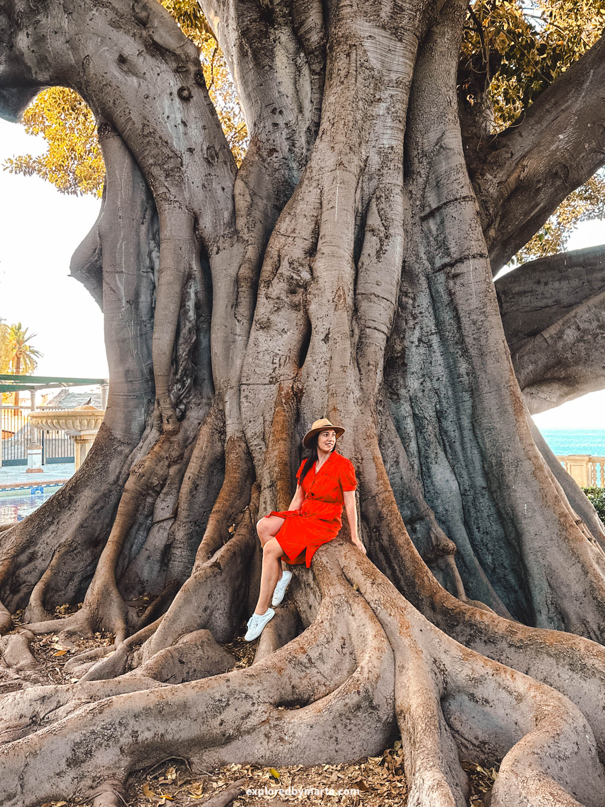 Giant ficus trees in Alameda Apodaca in Cádiz, Spain