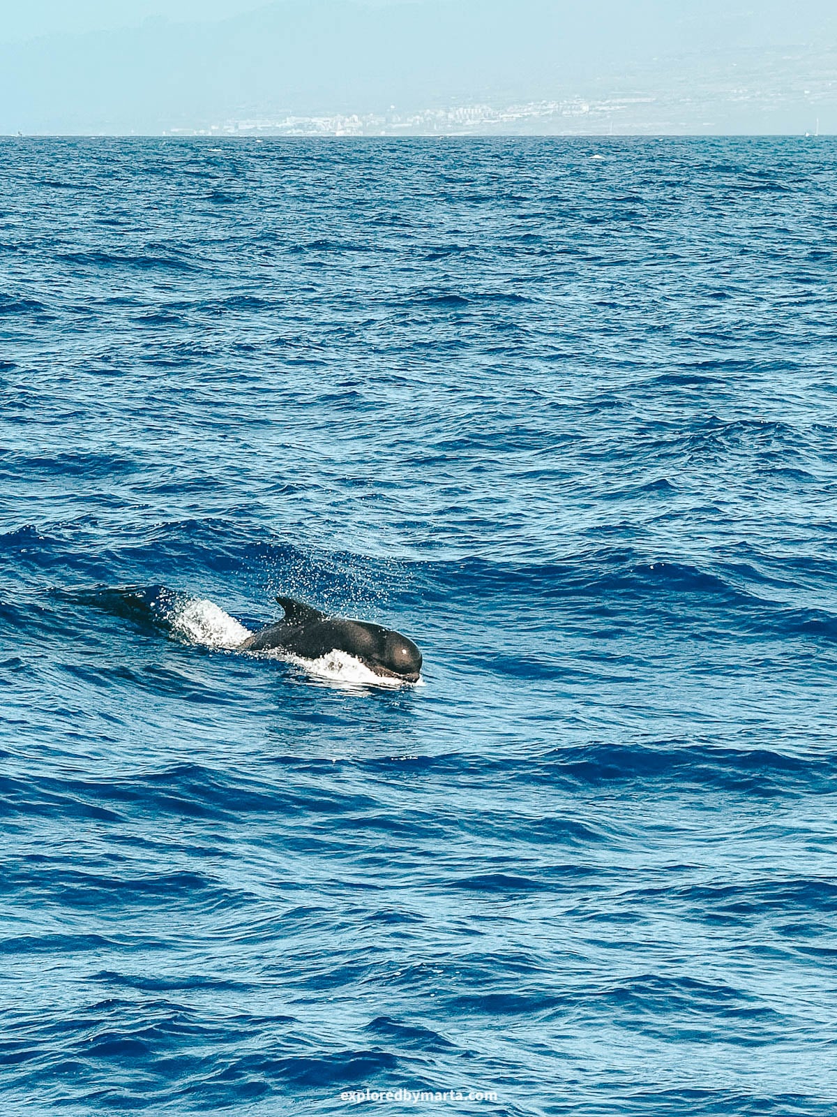 Going on a dolphin and whale watching tour is one of the best things to do in Tarifa, Spain