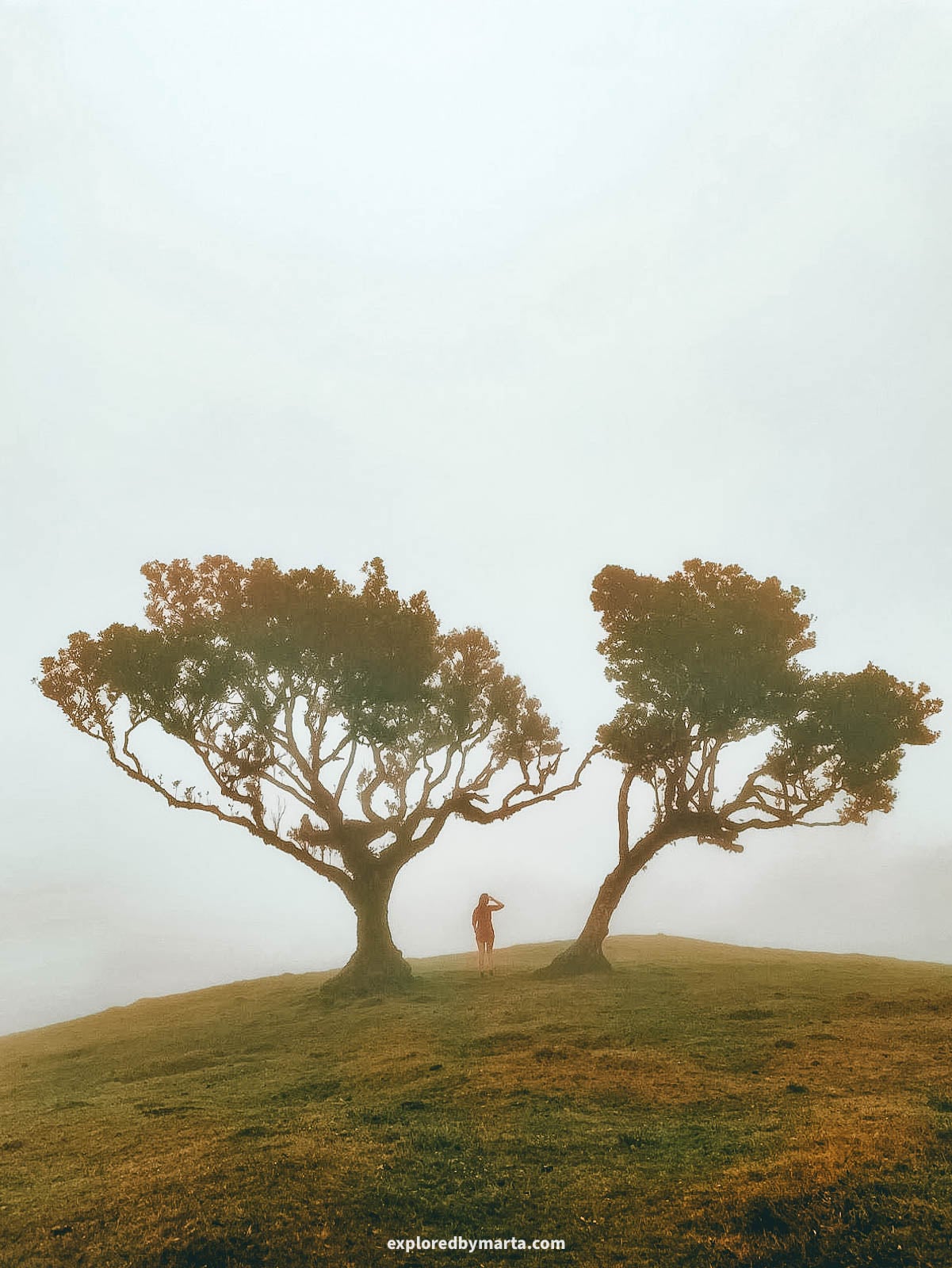 Mystical Fanal Forest in Madeira, Portugal
