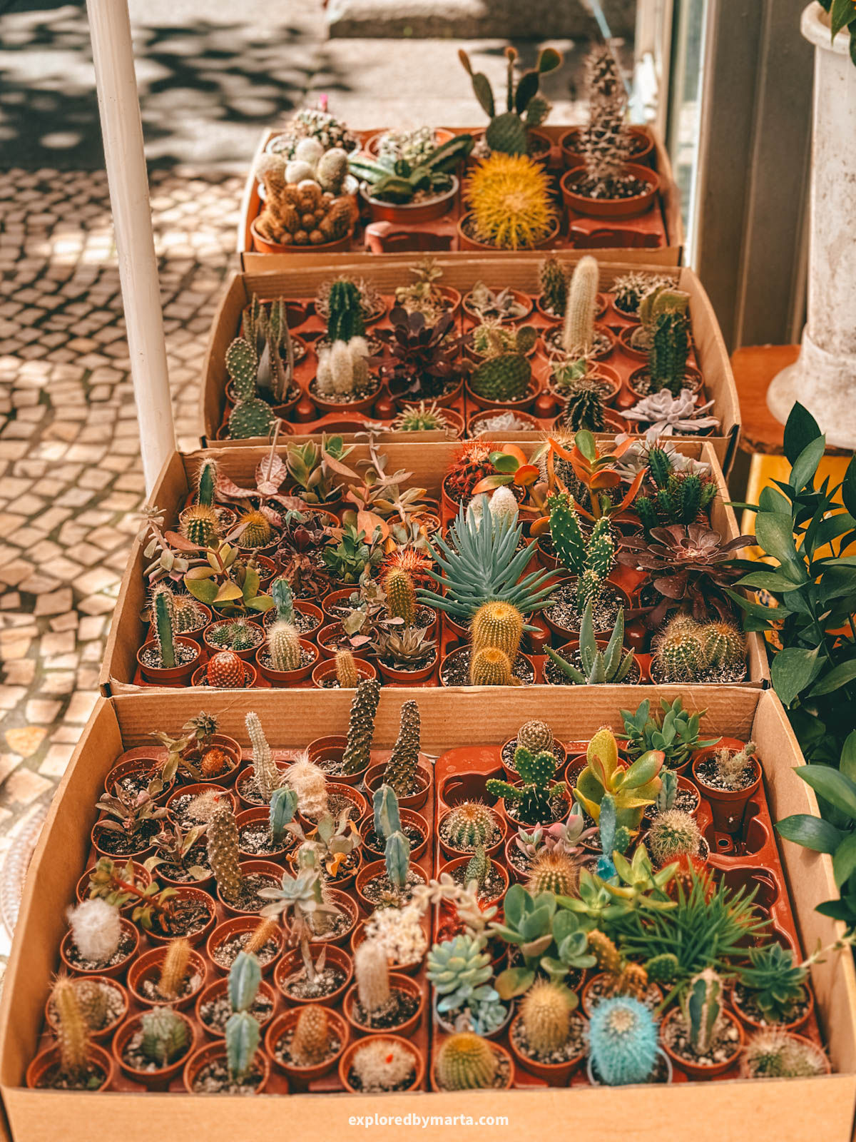 Plaza de las Flores market in Cádiz, Spain