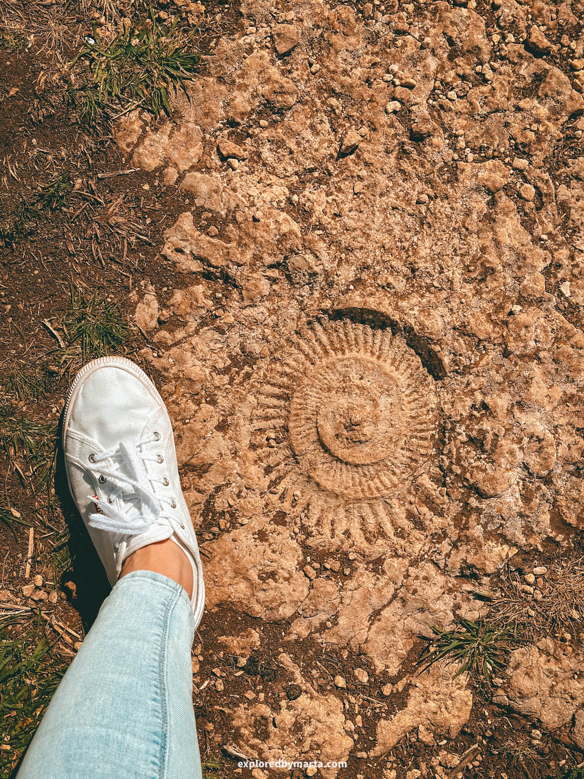 Ammonite fossil at El Torcal de Antequera surreal rock formations in the Province of Malaga, Spain