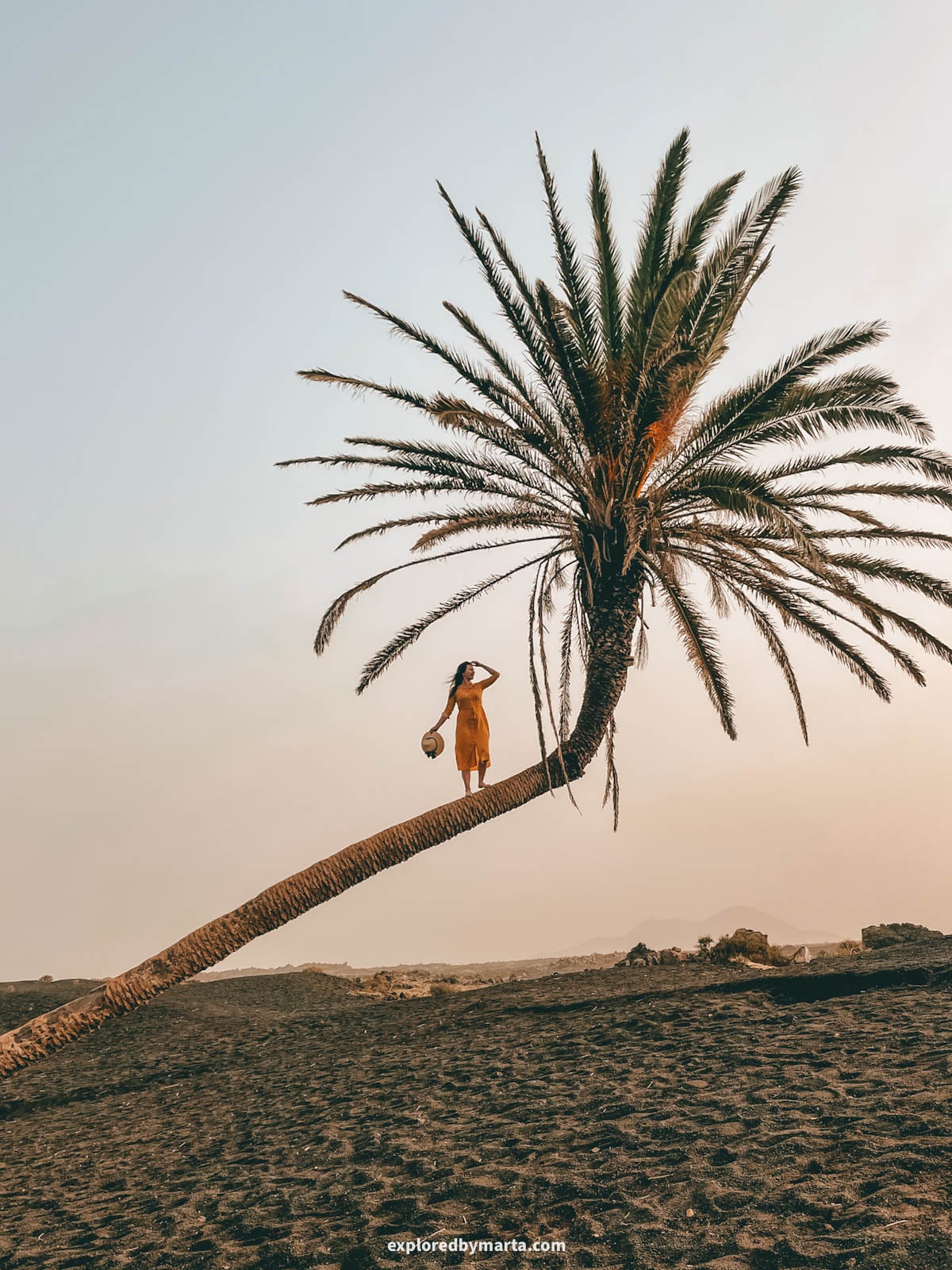 Palmera inclinada or the leaning palm tree in Lanzarote, Spain